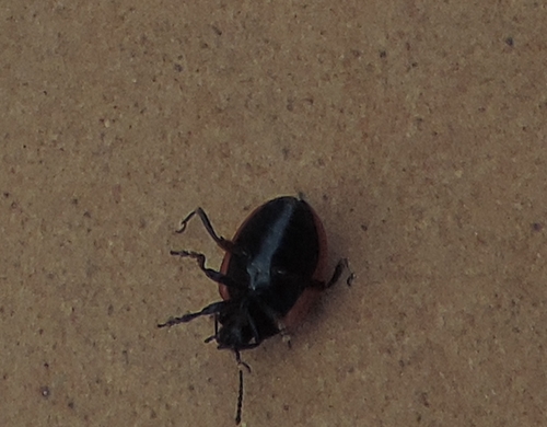Chrysolina rossia, Chrysomelidae (cf)